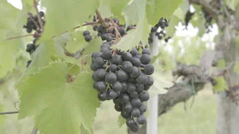 A cluster of grapes on a red grapevine Stock Footage 164761140