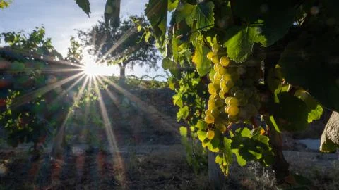 Cluster of grapes in the vineyard at sunset Stock Photos