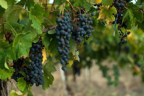Cluster of grapes in the wineyard Fotos de archivo
