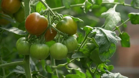 Cluster of green and red tomatoes on bush closeup Stock Footage 346749408
