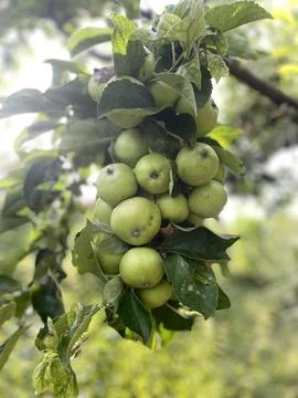  Cluster of Green Apples Growing on a Tree Stock Photos
