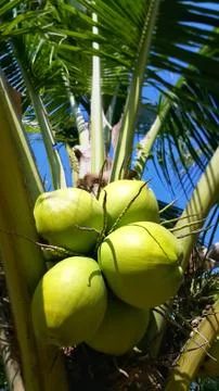 Cluster of green coconuts on coconut tree Stock Photos