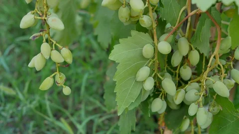 Cluster of green grape growing in the backyard garden Stock Footage 127310062