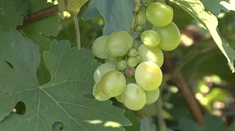 Cluster of green grapes Stock Footage 35582901