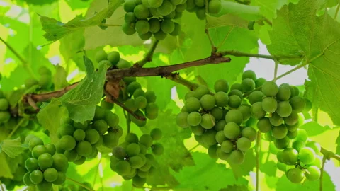 Cluster Of Green Grapes Hanging On Vineyard Branch 스톡 동영상 345087002