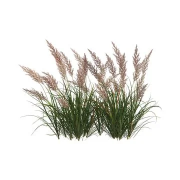 Cluster of green grass with light brown feathery plumes Stock Illustration