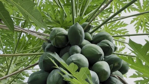 Cluster of Green Papayas Close-Up Video stock 323370783