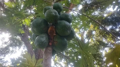 A Cluster of Green Papayas on the Tree 스톡 동영상 335825622