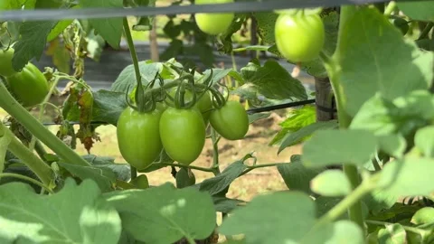 A cluster of green tomatoes hangs on the vine, with repeating plantation rows Stock Footage 327793641