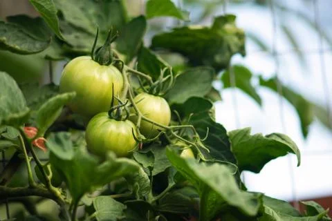 Cluster of Green Tomatoes Foto stock
