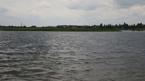 A cluster of gulls over the lake Stock Footage 77752385