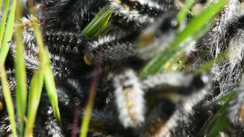 Cluster of Hairy Caterpillars Stock Footage 307184143