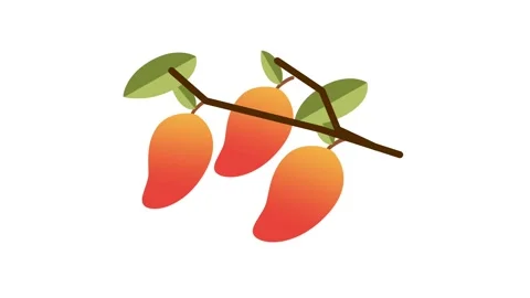 Cluster of Hanging Mangoes Stock Footage 335631368