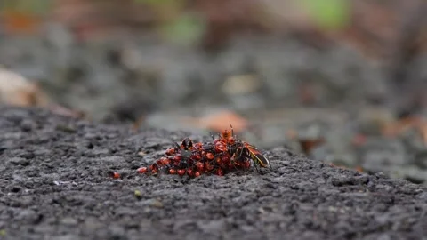 Cluster of Harlequin Red Bugs on the Ground. Stock Footage 242127776