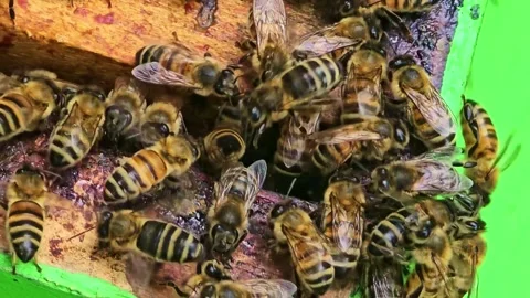 Cluster of Honeybees Inside Beehive Close Up Stock Footage 333939619
