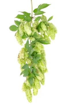 Cluster of hops with leafs isolated Stock Photos