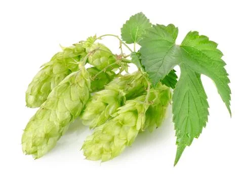 Cluster of hops Stock Photos