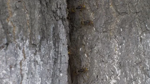 Cluster of hornets occupy small opening in tree bark 스톡 동영상 323266310