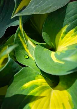 A cluster of hosta leaves surrounding a single droplet of water. Stock Photos