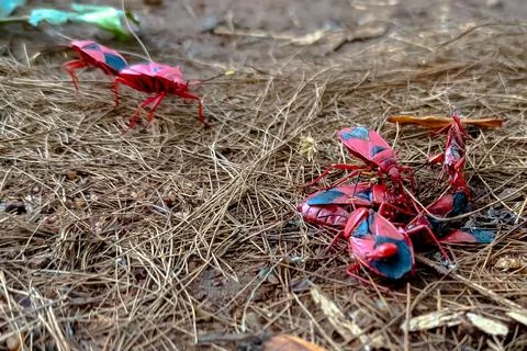 Cluster of Indian Red Bug Probergrothius Sanguinolens Insects in Nature Foto stock