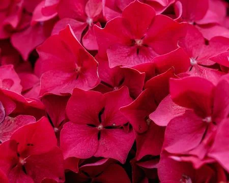 A cluster of intense red hydrangea flowers fills the frame Foto stock
