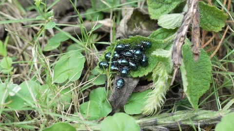 Cluster of Iridescent Metallic Blue Mint Beetles on Green Leaf Stock-Footage 331099519