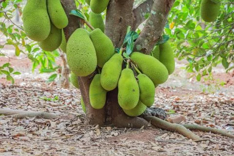 Cluster of jackfruit hanging on a tree Stock Photos