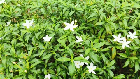 A cluster of jasmine flowers grows abundantly along the garden path. Stock Footage 295253984