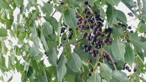 A cluster of java plum fruits and leaves in the tree swaying  daytime 4k Stock Footage 246511931