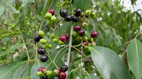 a cluster of java plum fruits and leaves... | Stock Video | Pond5
