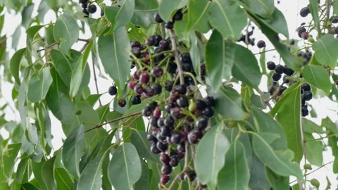 A cluster of java plum fruits and leaves in the tree swaying  daytime 4k Stock Footage 246512236