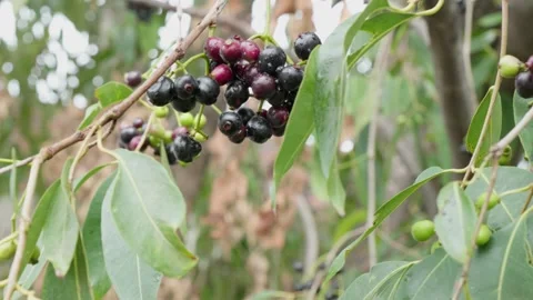 A cluster of java plum fruits and leaves in the tree swaying  daytime 4k Stock Footage 246512277