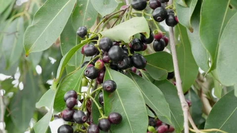 A cluster of java plum fruits and leaves in the tree swaying  daytime 4k Stock Footage 246512293
