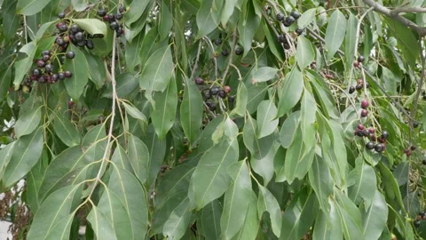 A cluster of java plum fruits and leaves in the tree swaying  push in shot Stock Footage 246512379