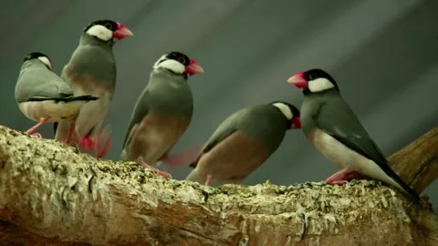 Cluster of Java Sparrows on Ledge 库存影片 330851239