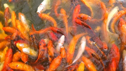 Cluster of Koi fish in a pond Stock Footage 96758940
