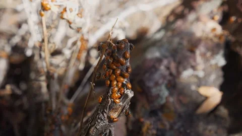 A cluster of ladybugs on a tree branch in the forest Stock Footage 263816559