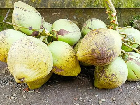 Cluster of large green coconuts lying on the ground Stock Photos