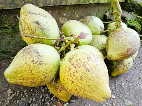 Cluster of large green coconuts lying on the ground Stock Photos