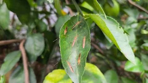 Cluster of leaf-footed bug nymphs (Coreidae) resting Stock Footage 336859000