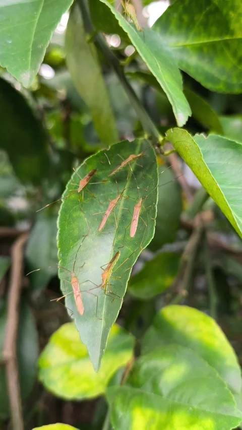 Cluster of leaf-footed bug nymphs (Coreidae) resting Video stock 336859034