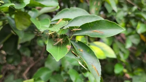 Cluster of leaf-footed bug nymphs (Coreidae) resting Video stock 336859051