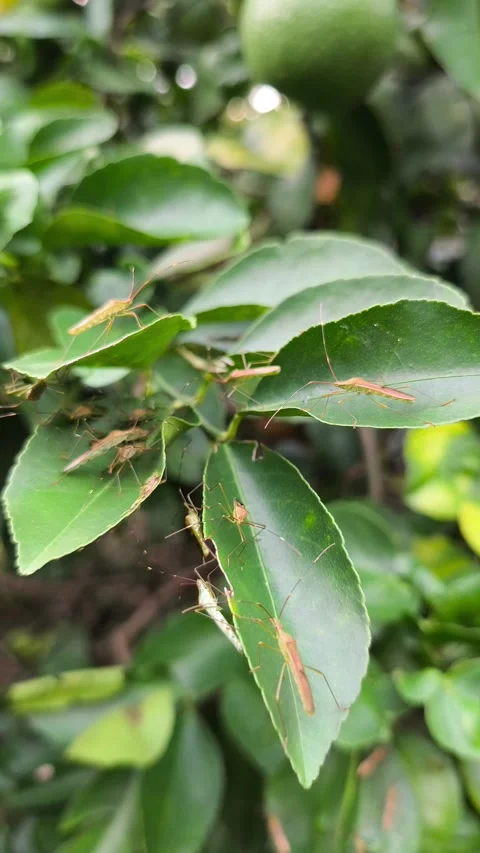 Cluster of leaf-footed bug nymphs (Coreidae) resting Video stock 336859061