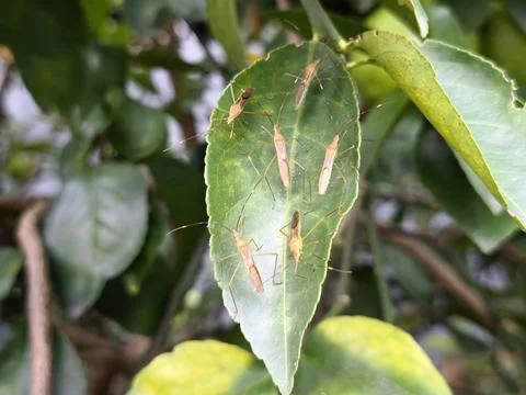 Cluster of leaf-footed bug nymphs (Coreidae) resting. Stock Photos