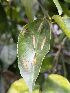Cluster of leaf-footed bug nymphs (Coreidae) resting. Stock Photos