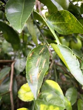 Cluster of leaf-footed bug nymphs Stock Photos