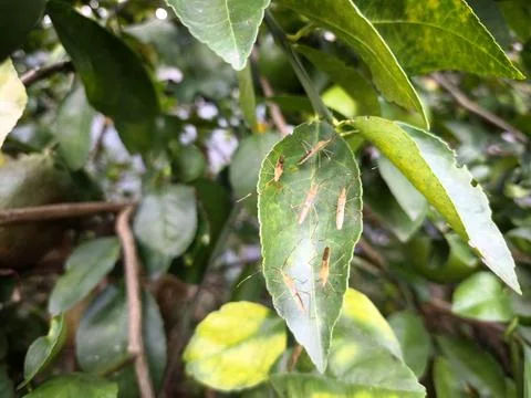 Cluster of leaf-footed bug nymphs (Coreidae) resting on citrus leaf surface. Stock Photos