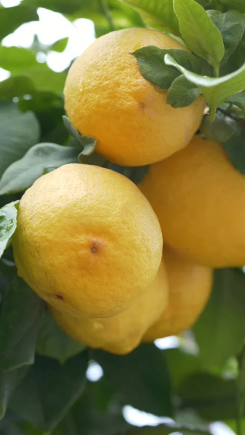 Cluster of lemons Citrus limon on tree illustrating Mediterranean agriculture Stock-Footage 333114072