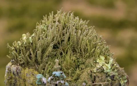 Cluster of lichens Stock Photos