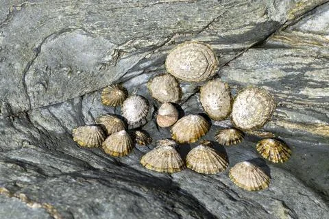 A cluster of limpets Stock Photos